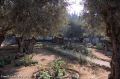 The ancient olive trees in the Garden of Gethsemane remind us of the cost of the hope of life in Christ